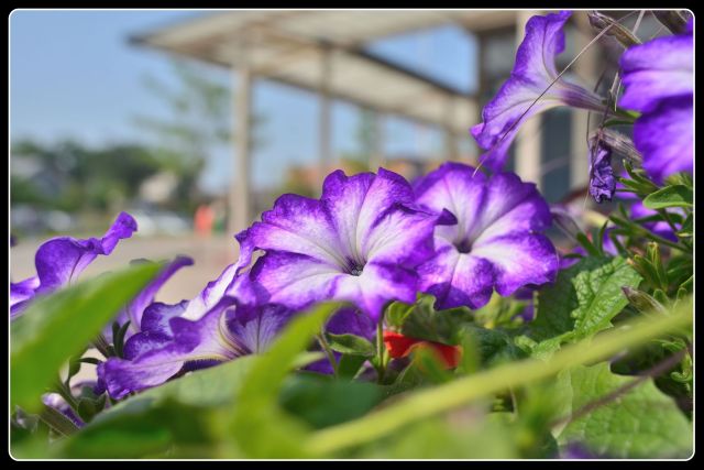 A close-up photograph of vibrant purple and white petunias blooming in a planter outside the Fergus Falls Public Library under a clear blue sky.