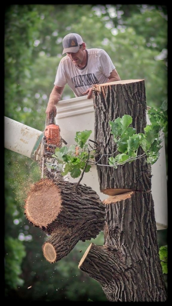 A professional tree trimmer from Hutchins Tree Service in a bucket lift using a chainsaw to cut a large oak branch with sawdust spraying mid-air.
