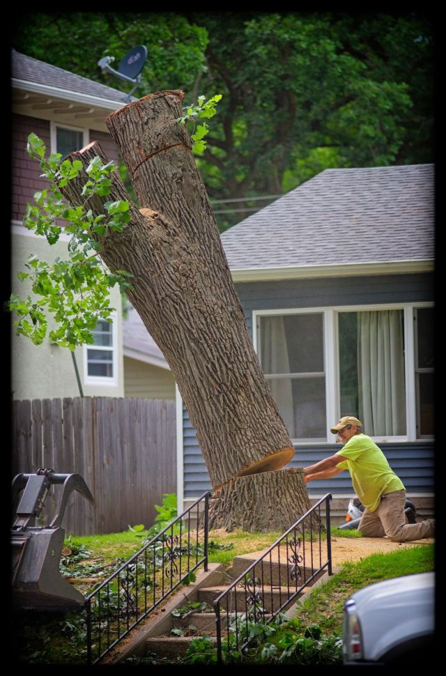 Free Falling Tree. A large oak tree trunk toppling sideways as a tree specialist from Hutchins Tree Service in a neon shirt is cutting into it.