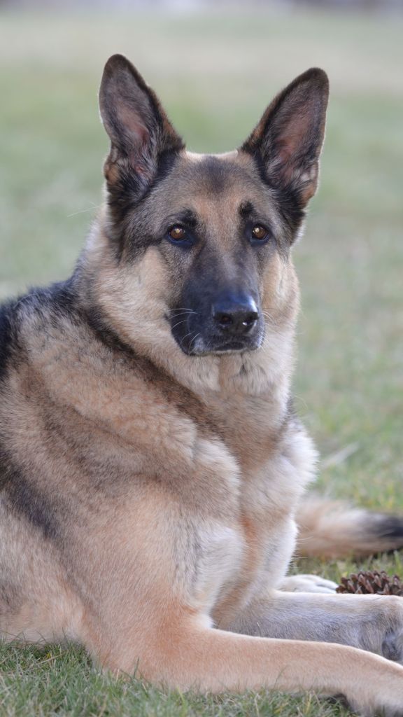 A close-up portrait of Jax, a large, beautiful German Shepherd dog with alert ears and warm brown eyes, lying calmly on the green grass.