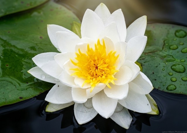A vibrant white water lily in full bloom floating on dark, calm pond water. The flower features crisp, layered white petals surrounding a dense, bright yellow center of stamens. A large, rich green lily pad with visible water droplets sits directly to the left of the bloom.