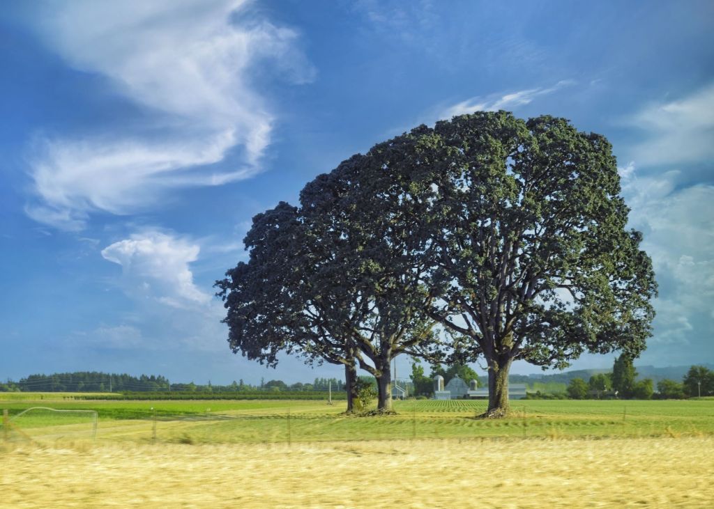 A scenic fine art landscape of two large, leafy green deciduous trees standing together in a vibrant green field along an Oregon highway, with a golden field in the foreground and a blue sky filled with wispy clouds.