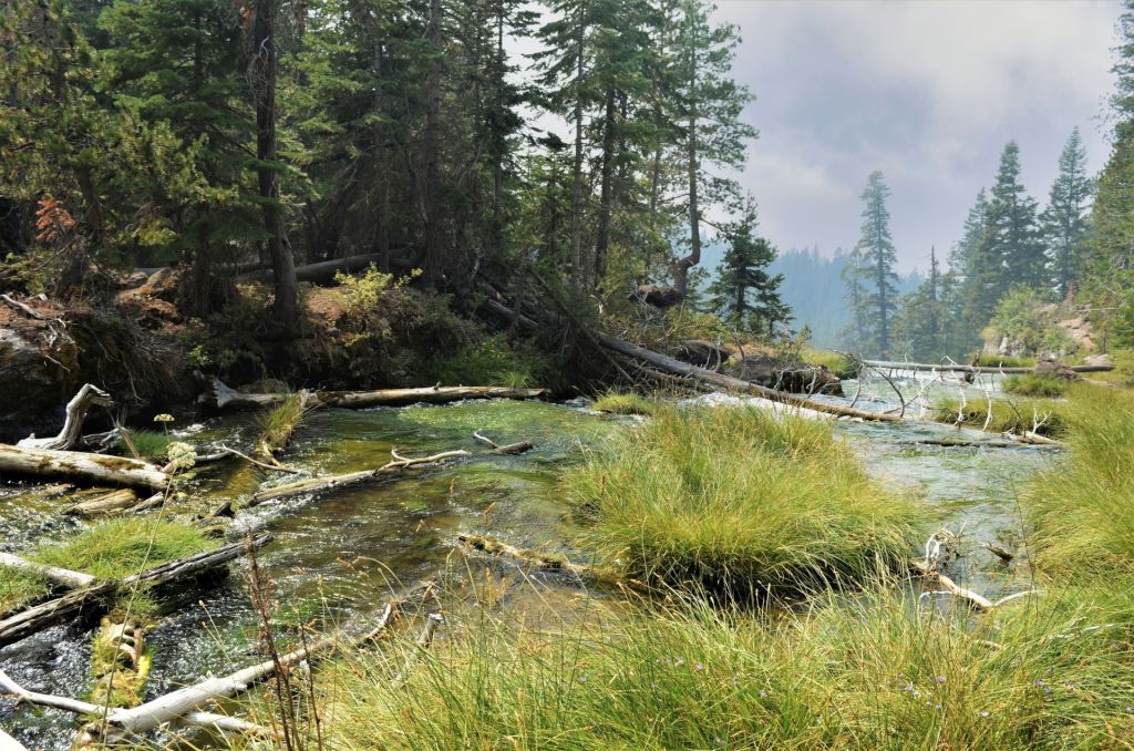 A scenic view of Paulina Creek in Oregon, featuring a clear stream filled with fallen logs flowing through a pine forest.