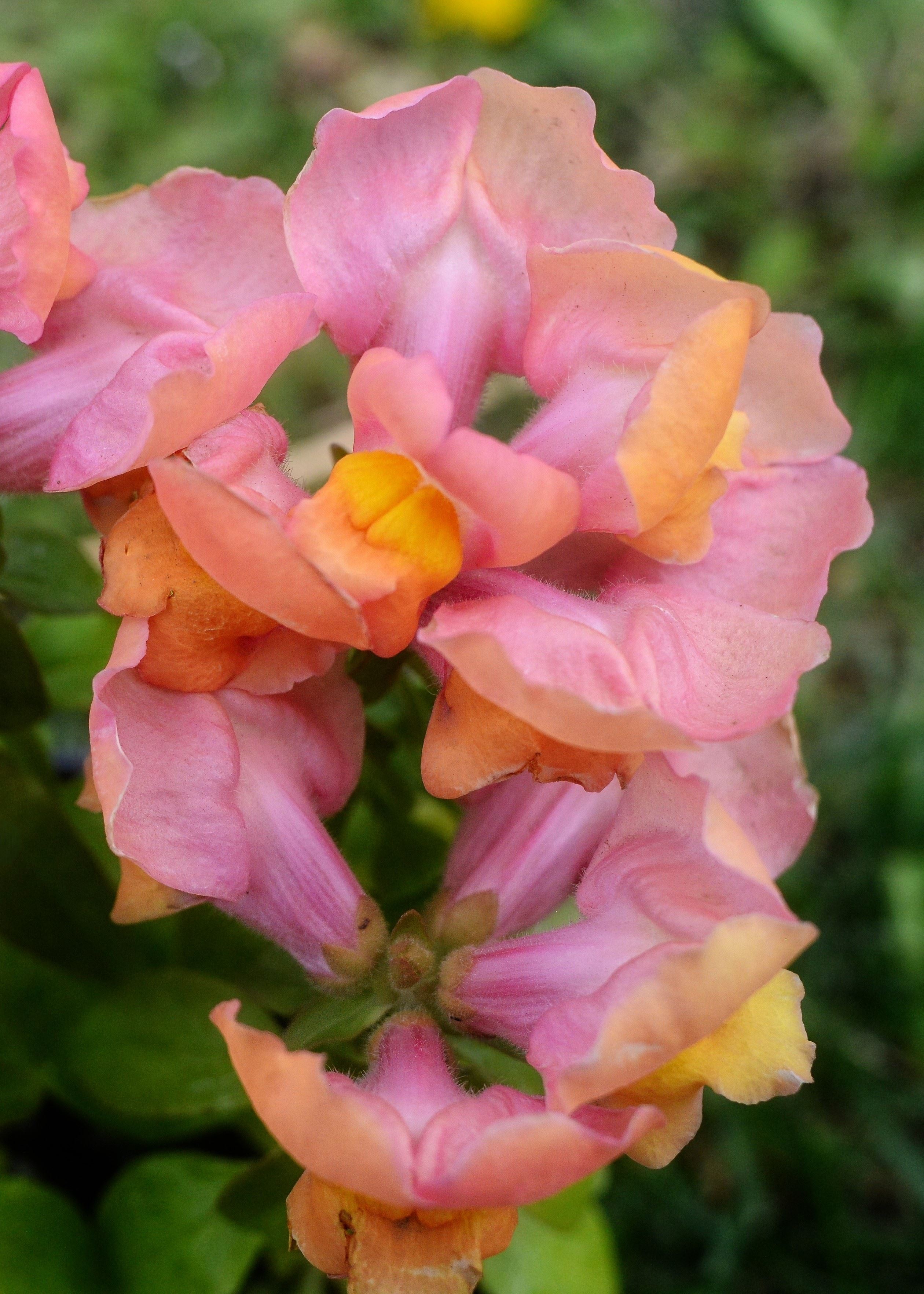 Beautiful Pink Snapdragons by Lance Albers