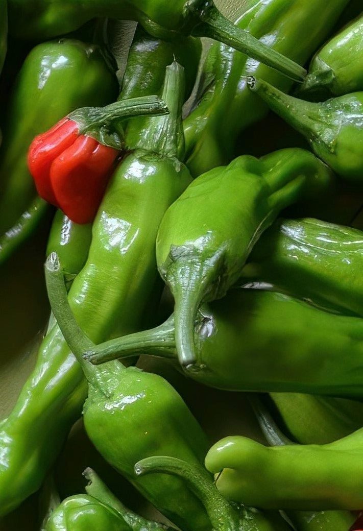A close-up photograph of a pile of freshly harvested green shishito peppers, with a single bright red pepper standing out among them.