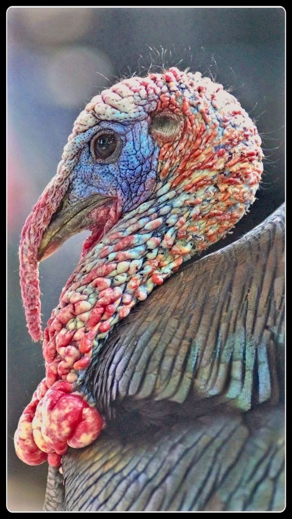 Close-up profile of a male wild turkey showing the intricate textures and vibrant blue and red colors of its head and neck caruncles.