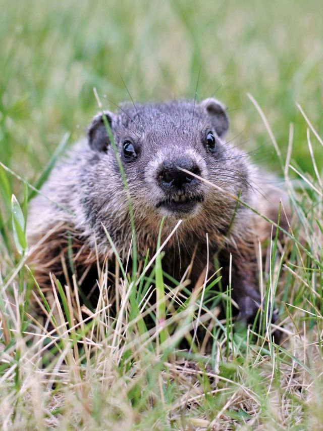 A close-up shot of a groundhog peering through tall green grass in Otter Tail County, showing its dark eyes and front teeth.