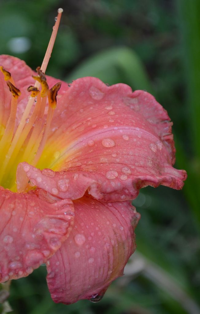 A close-up macro photograph of a pink and yellow daylily flower covered in fresh morning dew drops, focusing on the textured petals and delicate stamens.