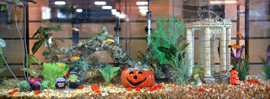 Fish swimming in a decorated aquarium featuring a ceramic jack-o'-lantern, a little witch figurine, and miniature ruins.